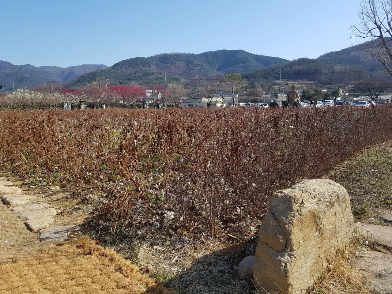 <3월 대구여행> 달성군 화원읍  홍매화가 이쁜 '남평 문씨 본리 세거지' 작업 사진 7