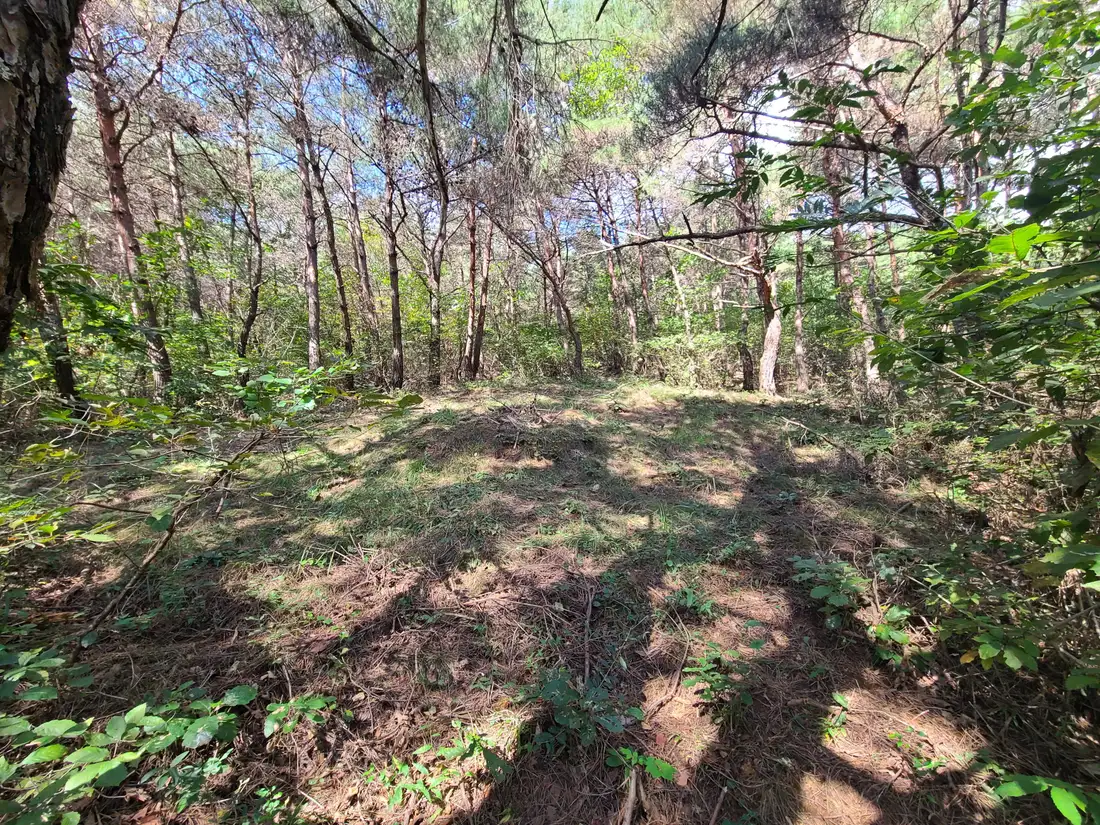 (벌초 대행) 영천 신녕면 화성리, 대창면 직천리, 청통면 치일리 벌초 작업 사진 11