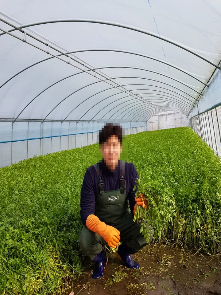 대구 팔공산 미나리 청유농원 미나리 판매 작업 사진 2