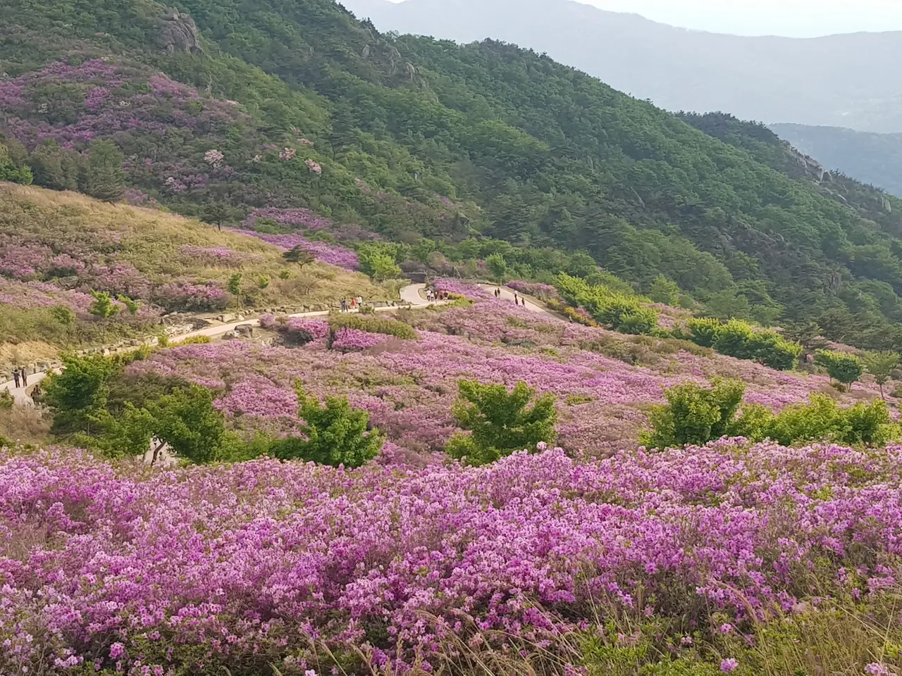 (5점) 2022년 5월 7일 기준 황매산 철쭉. 산청으로 올라감. 작업 사진 7
