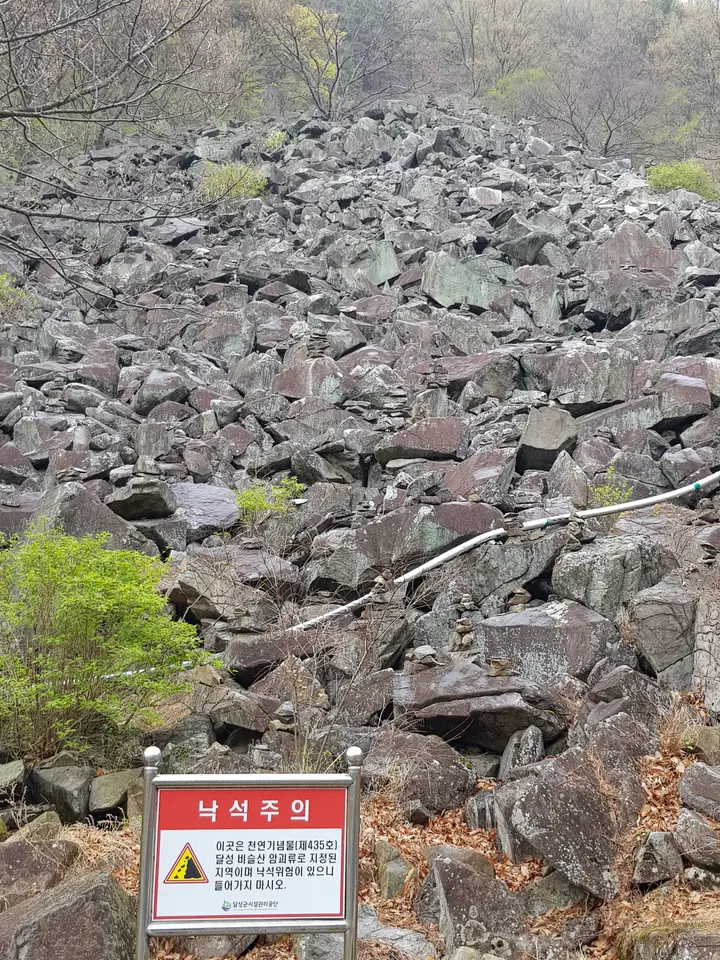 (5점) 대구 비슬산 참꽃. 비슬산자연휴양림 공영주차장->대견사 코스. 작업 사진 17