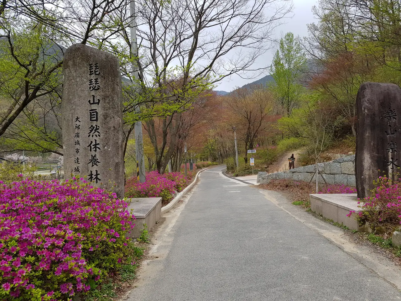 (5점) 대구 비슬산 참꽃. 비슬산자연휴양림 공영주차장->대견사 코스. 작업 사진 6