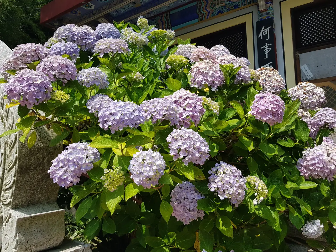부산 영도구 태종대 태종사 수국여행. 국내 최대 수국 군락지(?). 태종대 수국 포토존. 태종대 분홍집. 작업 사진 5