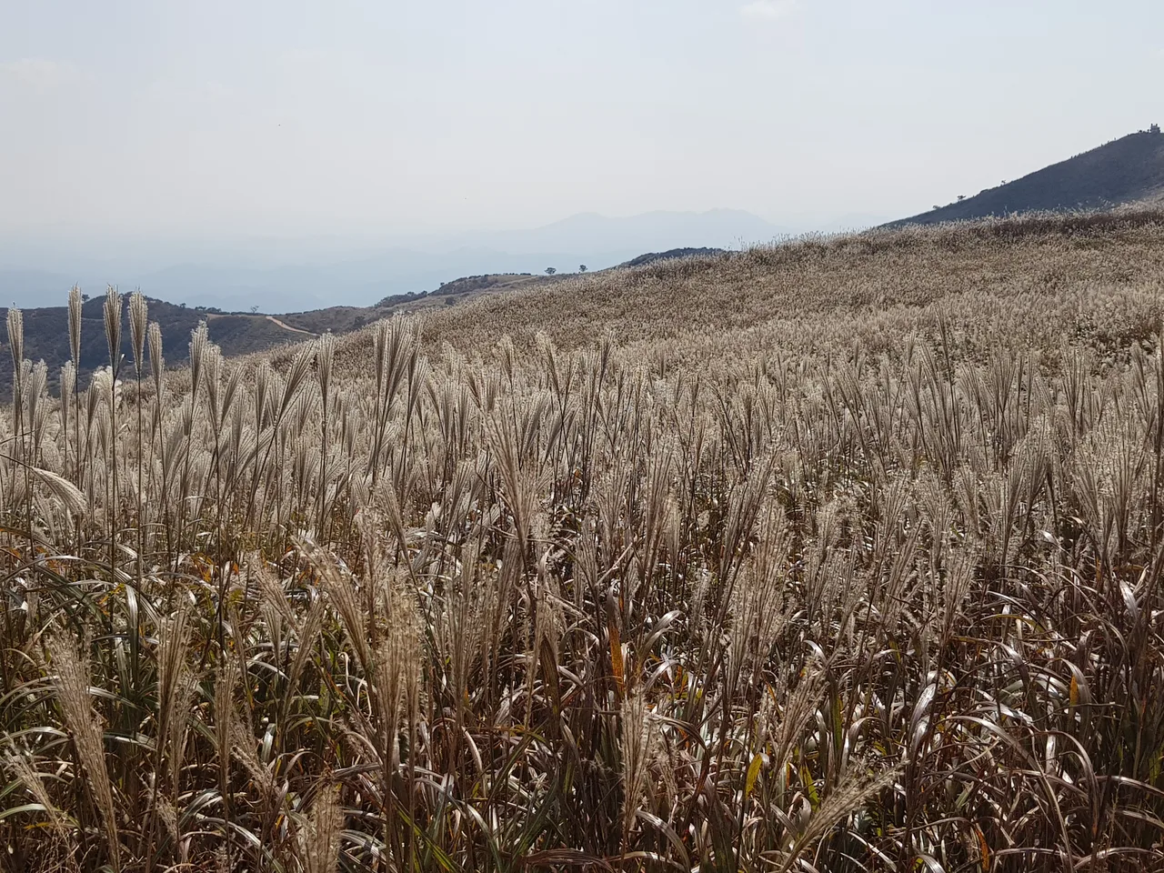 (5점) 경남 합천 황매산 억새 군락지. 가을철 여행가기 좋은 곳. 작업 사진 12