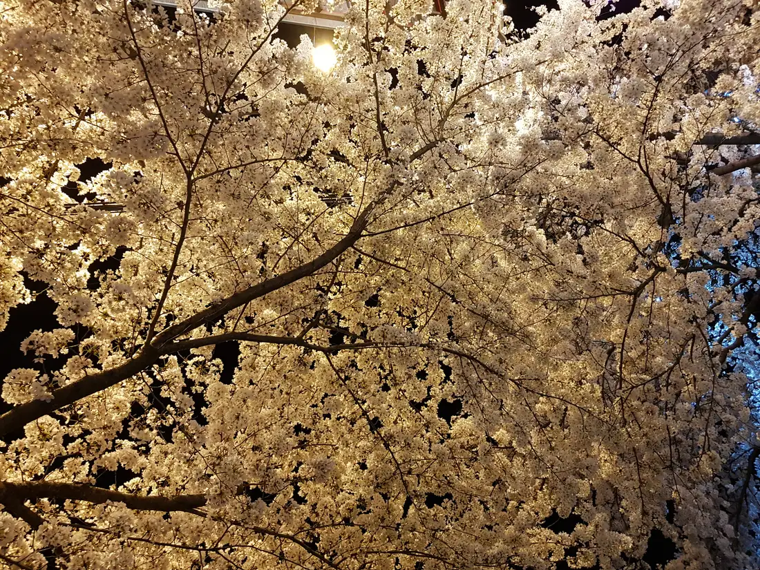 (4점) 이월드 벚꽃 대신하여 다녀온 앞산 벚꽃 로드 (만족!) 작업 사진 3