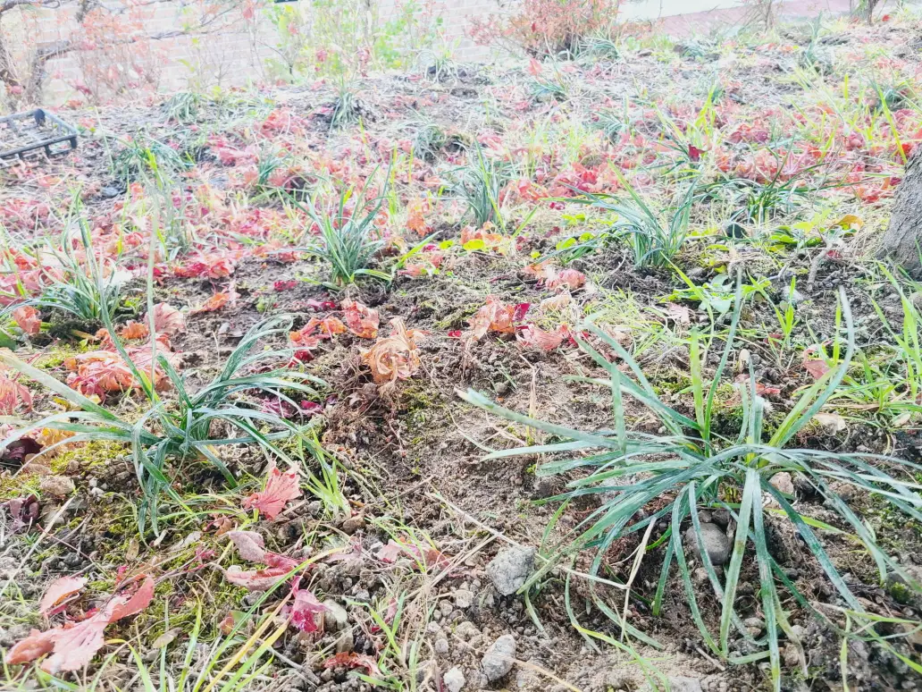 (대구 주택정원관리 및 벌초) 제초 및 정원수 가지정리, 꽃 식재, 잔디제초제 작업. 작업 사진 11