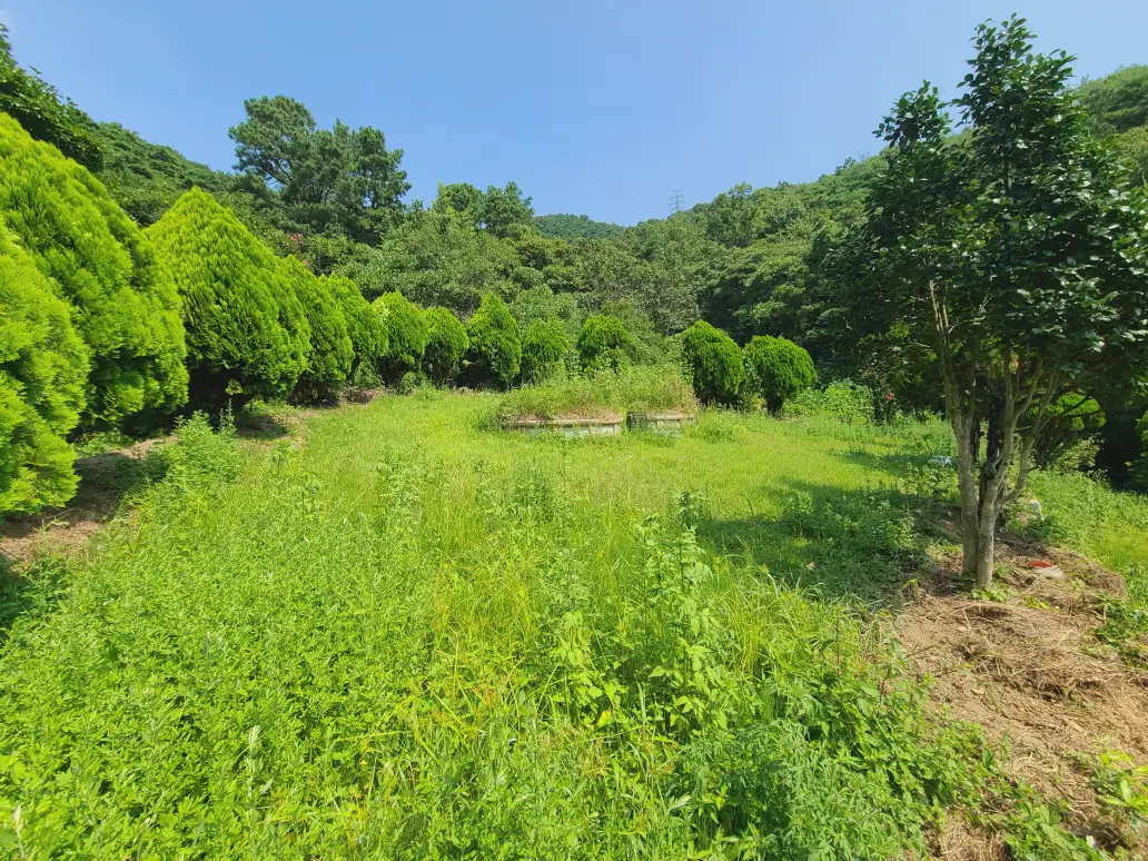 경산시 용성면 산소 벌초 대행 다녀왔습니다. 벌초가격. 작업 사진 5