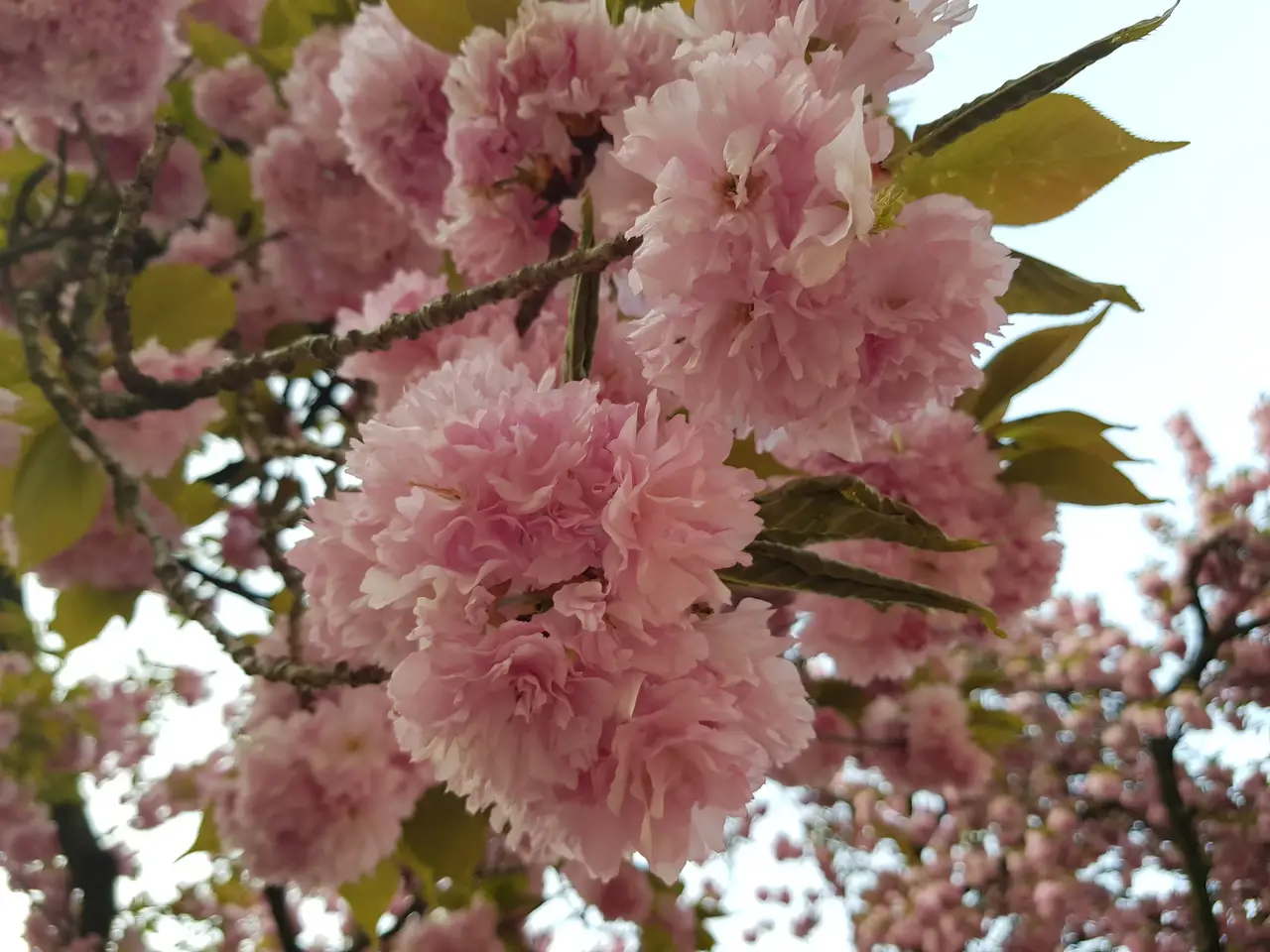 (4점) 대구 달서구 상인동 4월 겹벚꽃 보기 좋은 곳 '월곡역사공원' 작업 사진 7