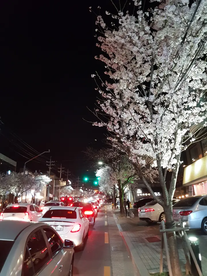 (4점) 이월드 벚꽃 대신하여 다녀온 앞산 벚꽃 로드 (만족!) 작업 사진 8