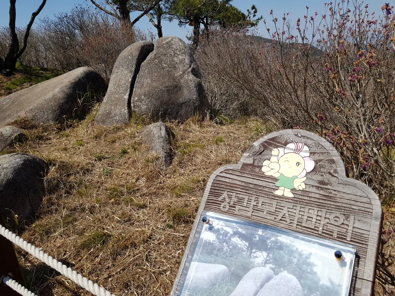 2020년 아쉬운 비슬산 참꽃. 유가사=>천왕봉=>참꽃군락지=>유가사 코스 작업 사진 60