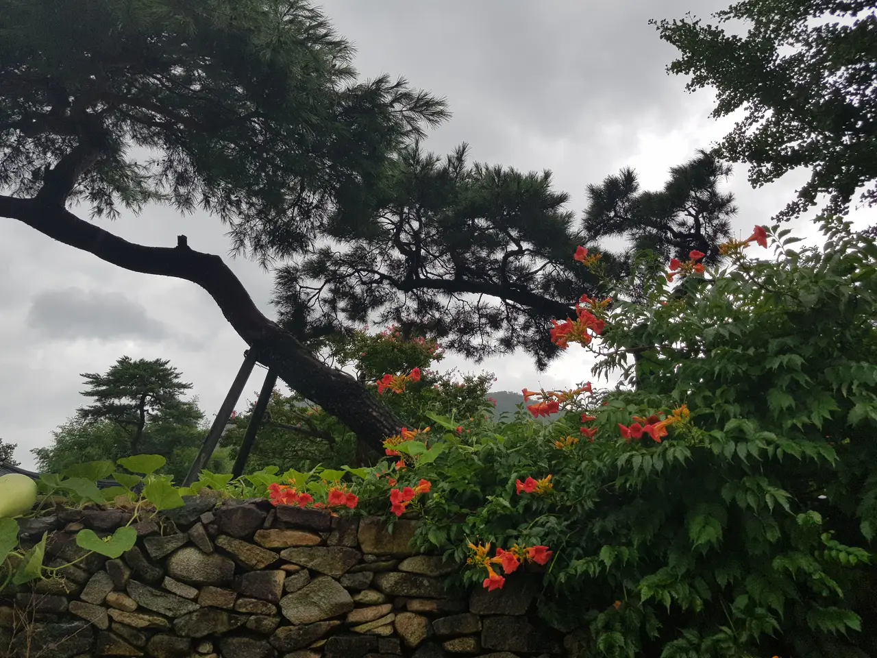 (5점) 충남 아산.  한옥 민박이 가능한 민속마을인 '외암마을'의 여름과 가을. 작업 사진 30