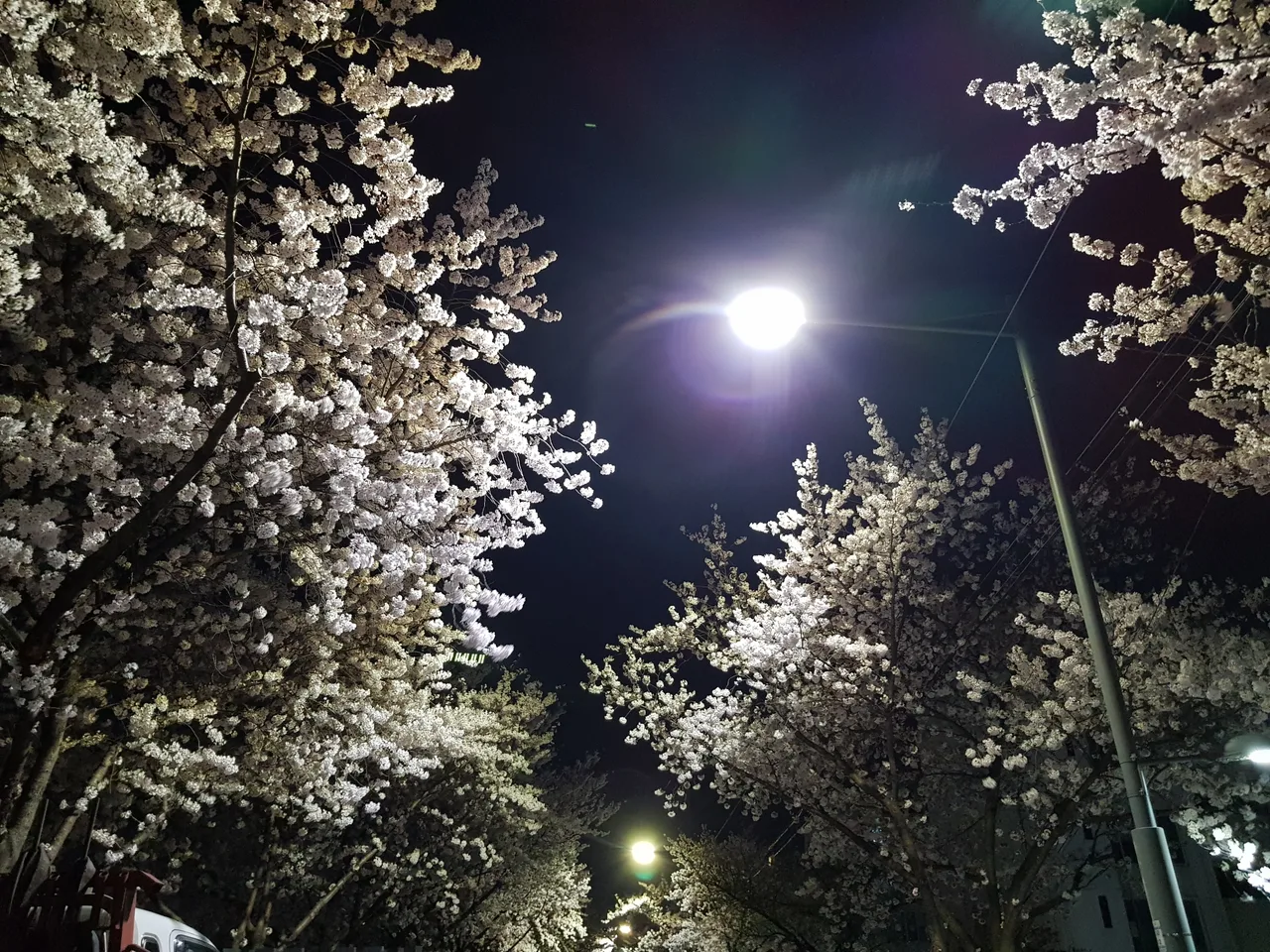 (3점) 대구 야간 벚꽃길 아양교역 근처 작업 사진 4
