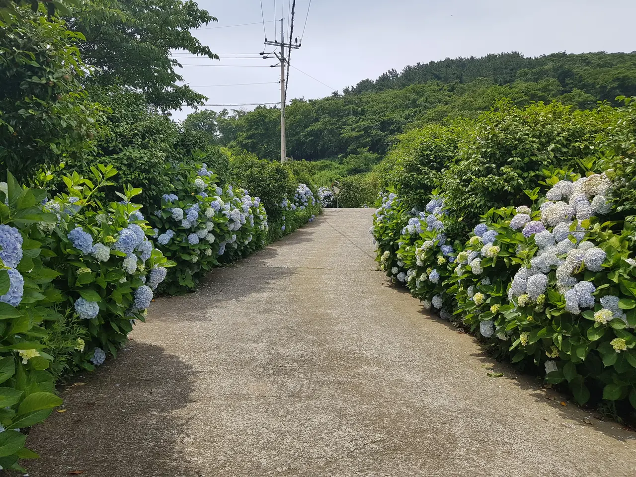 (5점) 6월 말~7월 초 경남 통영 추천 여행지. '연화도 수국 꽃 여행' 작업 사진 36