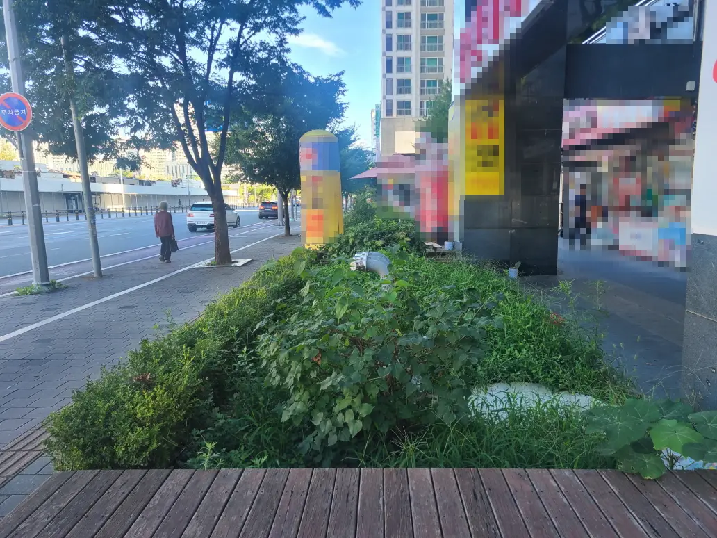 (아파트 상가 화단 벌초) 대구 북구 아파트 단지 상가 앞 화단 벌초. 작업 사진 2