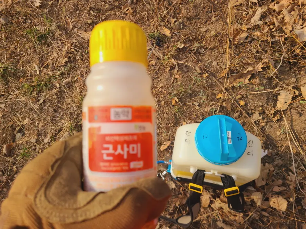 (영천 벌초대행) 영천시 대창면 오길리 산소 벌초대행. 잔디제초제 처리. 작업 사진 8