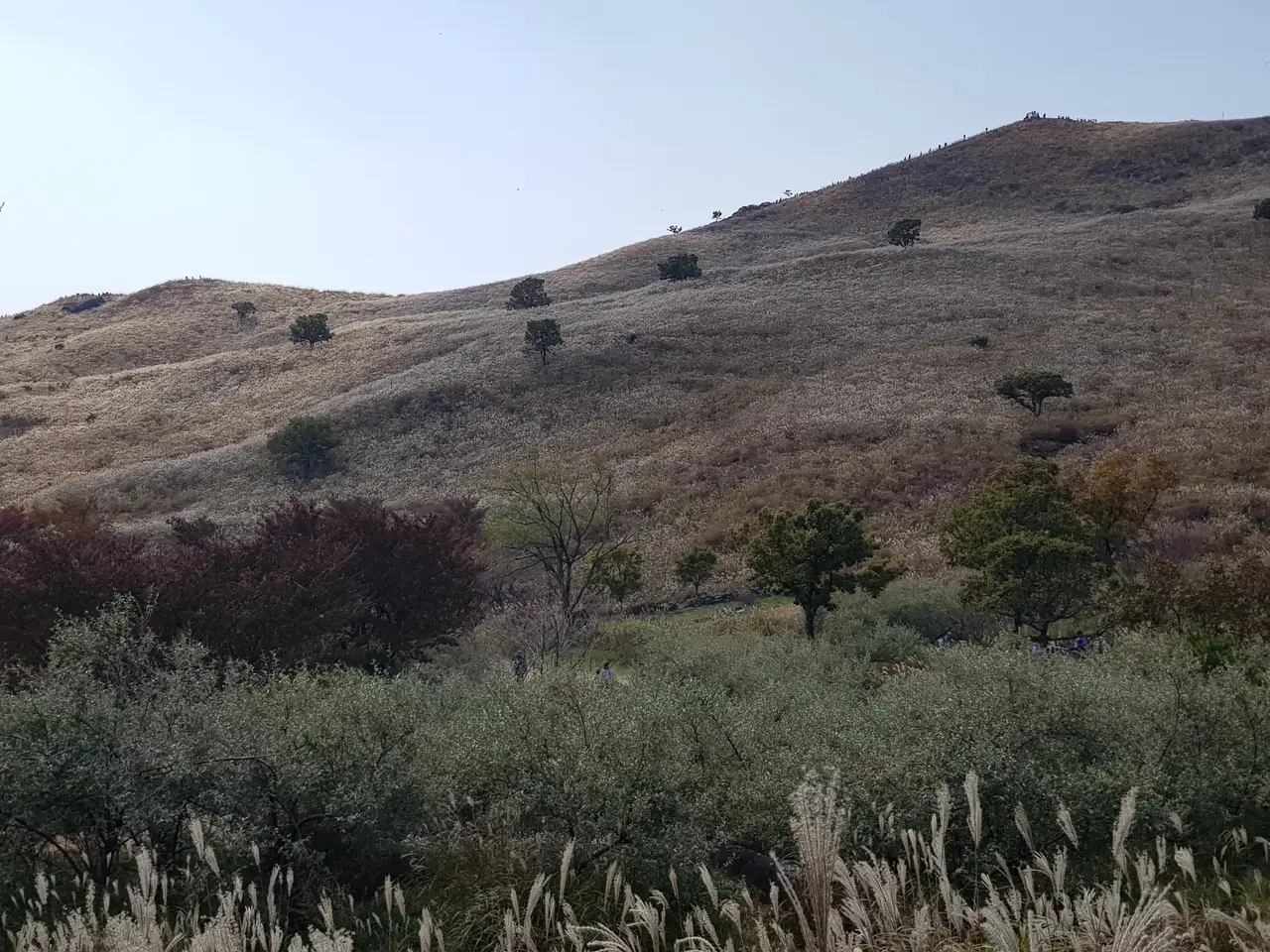 (5점) 경남 합천 황매산 억새 군락지. 가을철 여행가기 좋은 곳. 작업 사진 6