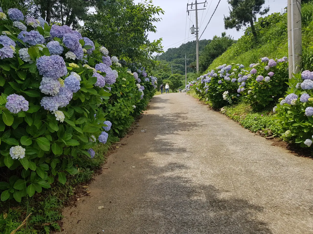 (5점) 6월 말~7월 초 경남 통영 추천 여행지. '연화도 수국 꽃 여행' 작업 사진 32