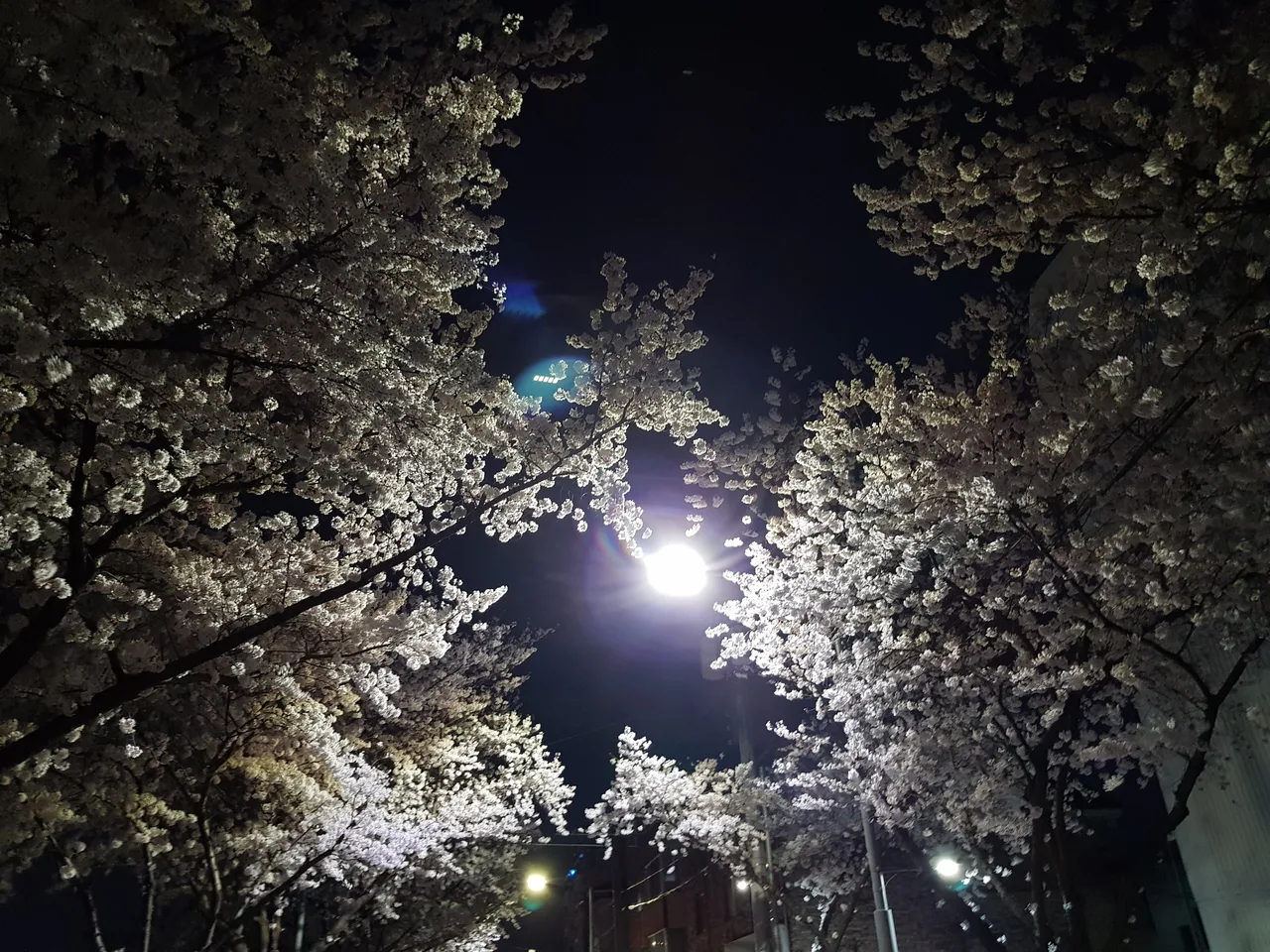 (3점) 대구 야간 벚꽃길 아양교역 근처 작업 사진 7