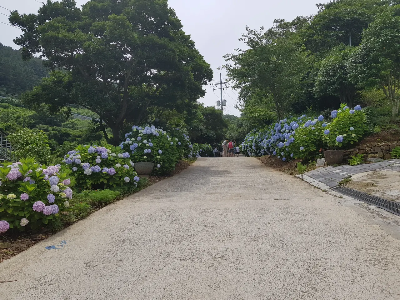 (5점) 6월 말~7월 초 경남 통영 추천 여행지. '연화도 수국 꽃 여행' 작업 사진 26