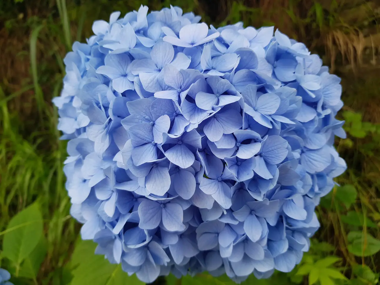 (5점) 6월 말~7월 초 경남 통영 추천 여행지. '연화도 수국 꽃 여행' 작업 사진 9