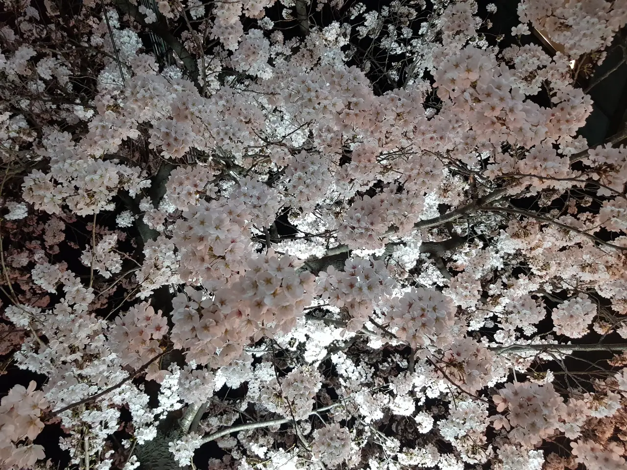 (4점) 이월드 벚꽃 대신하여 다녀온 앞산 벚꽃 로드 (만족!) 작업 사진 12