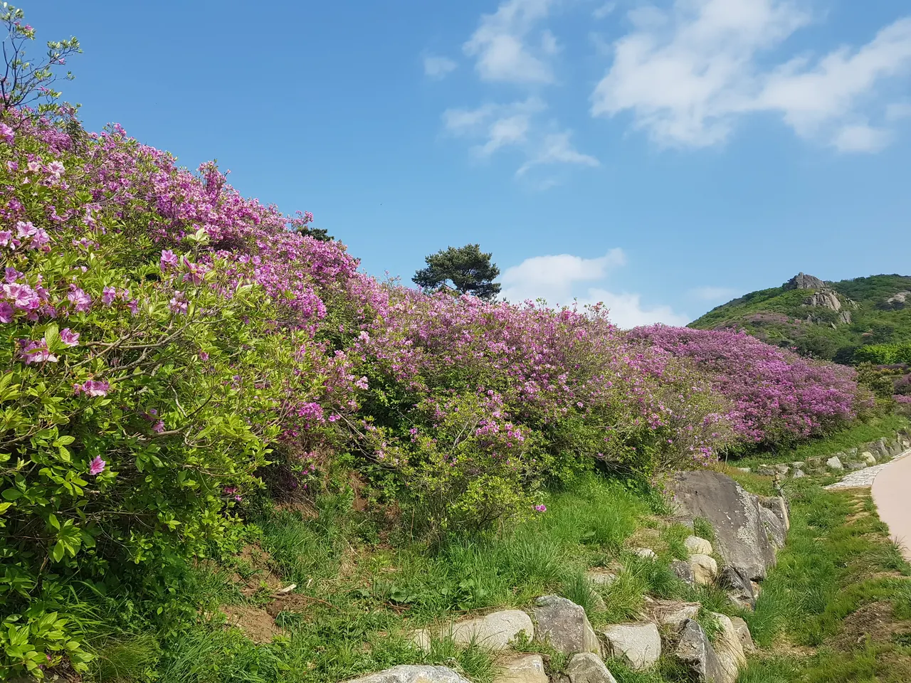 (5점) 2022년 5월 7일 기준 황매산 철쭉. 산청으로 올라감. 작업 사진 4