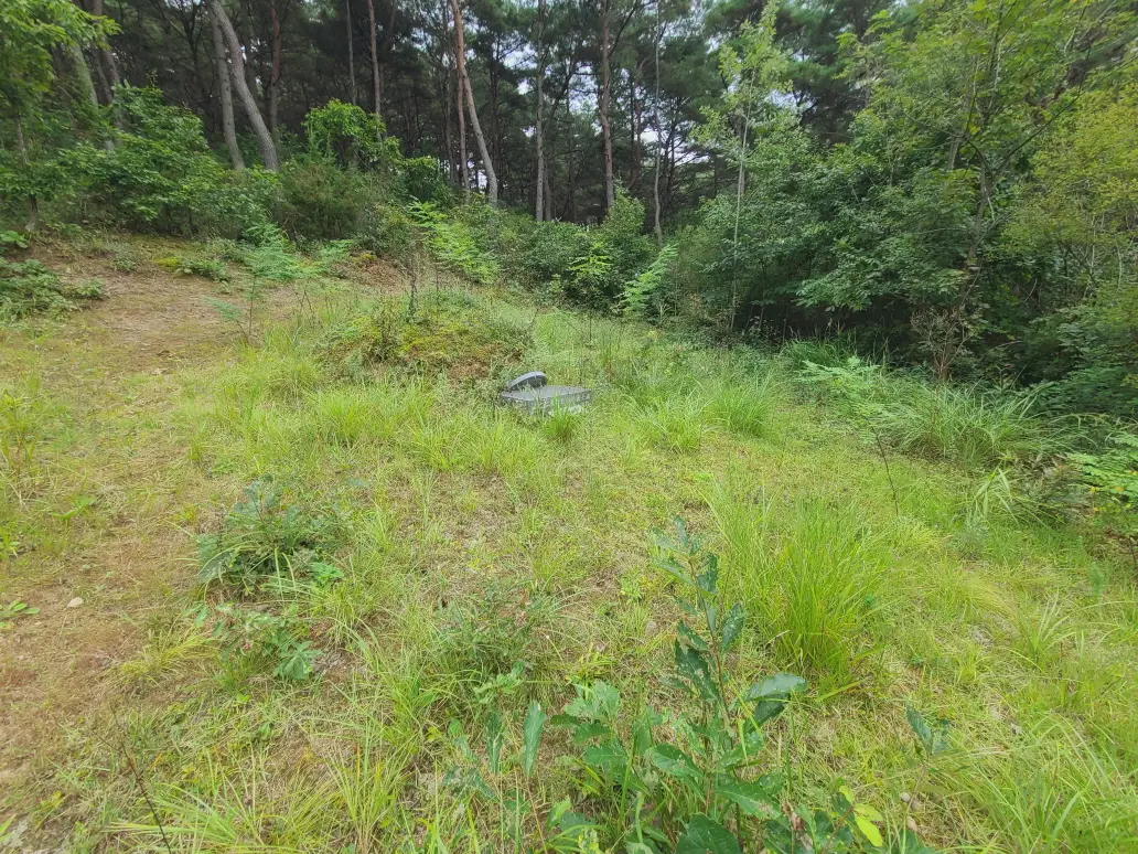(벌초 대행) 영천시 고경면, 대창면, 북안면, 신녕면, 임고면, 청통면, 화남면, 화북면, 화산면 벌초 후기. 가격. 작업 사진 69