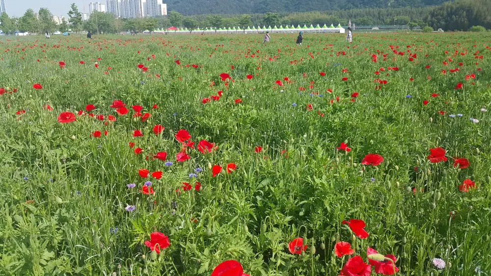 <울산 "태화강대공원"> 2018 태화강봄꽃축제. 십리대숲 걷기. 작업 사진 8