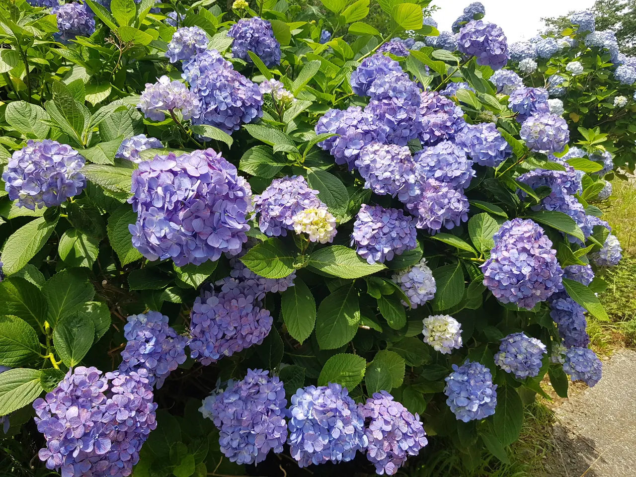 (5점) 6월 말~7월 초 경남 통영 추천 여행지. '연화도 수국 꽃 여행' 작업 사진 31