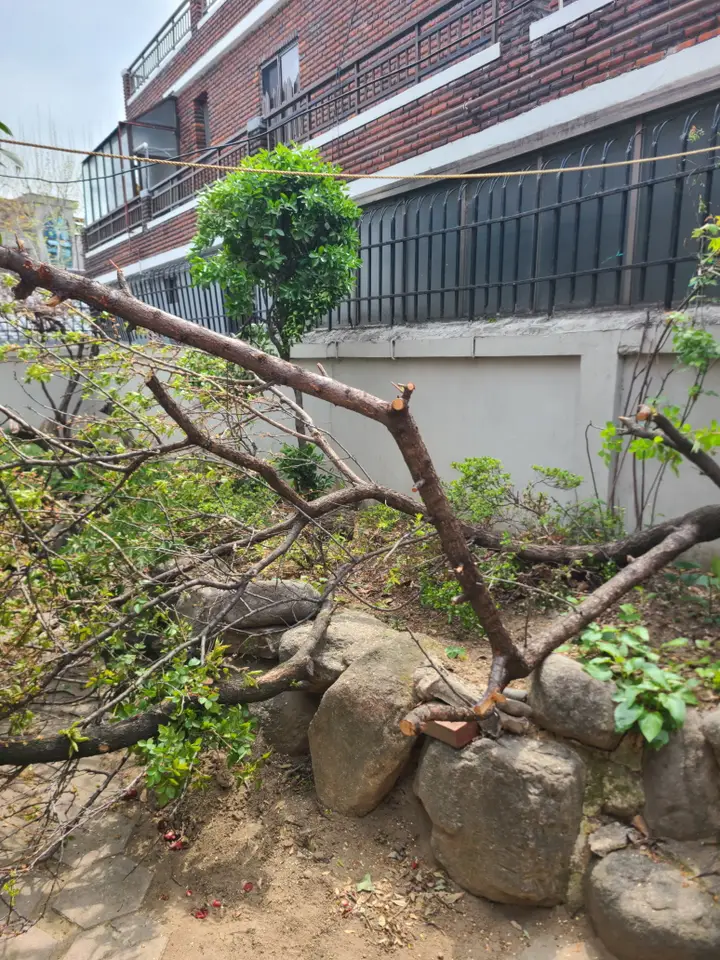 (주택 벌목) 대구 수성구 범어동 주택내 살구나무 벌목. 작업 사진 2
