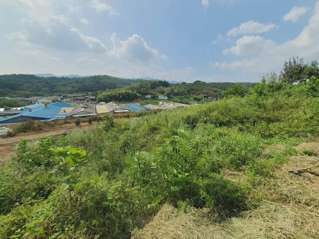 (벌초 대행) 영천시 고경면, 대창면, 북안면, 신녕면, 임고면, 청통면, 화남면, 화북면, 화산면 벌초 후기. 가격. 작업 사진 57