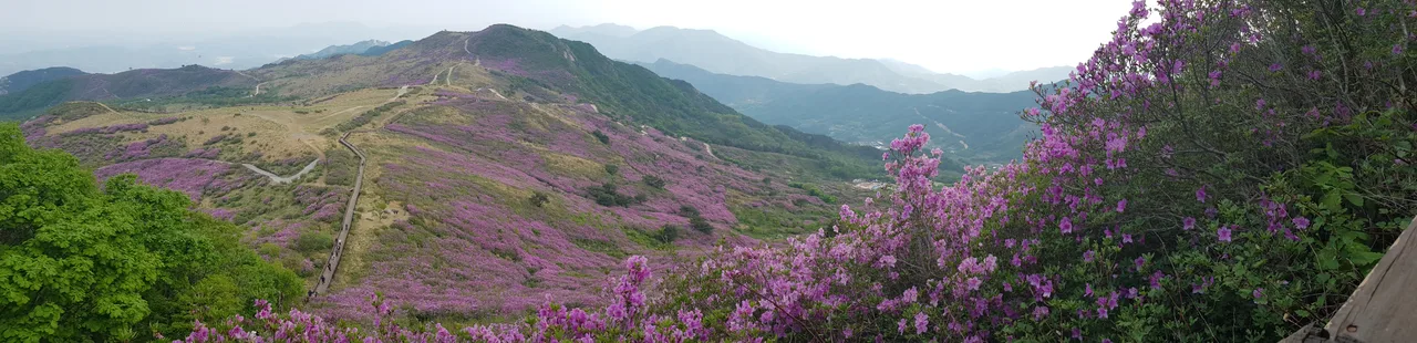 (5점) 2022년 5월 7일 기준 황매산 철쭉. 산청으로 올라감. 작업 사진 12
