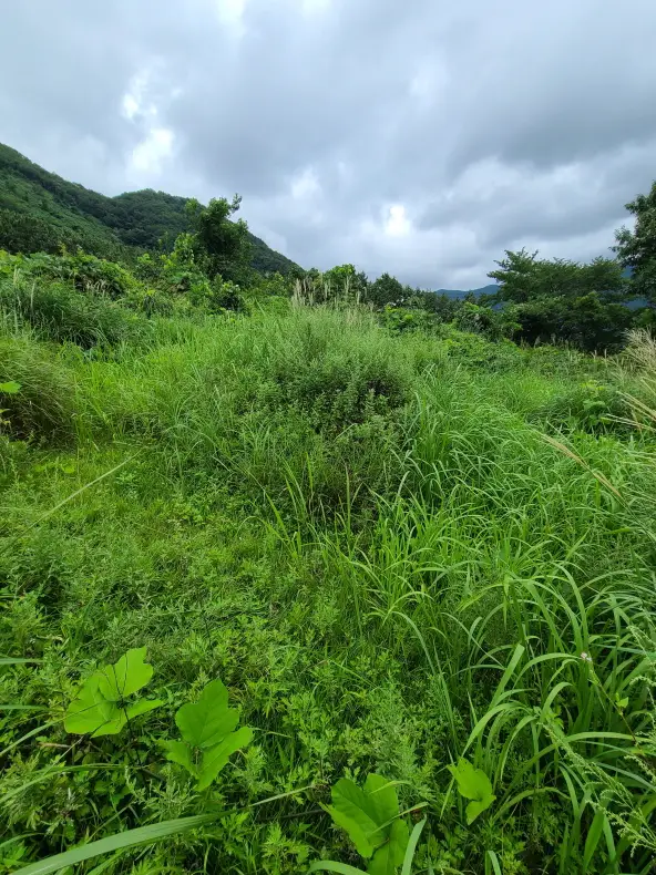 영천시 자양면 보현리 벌초 다녀왔습니다. 대구, 경산, 영천 벌초. 작업 사진 5