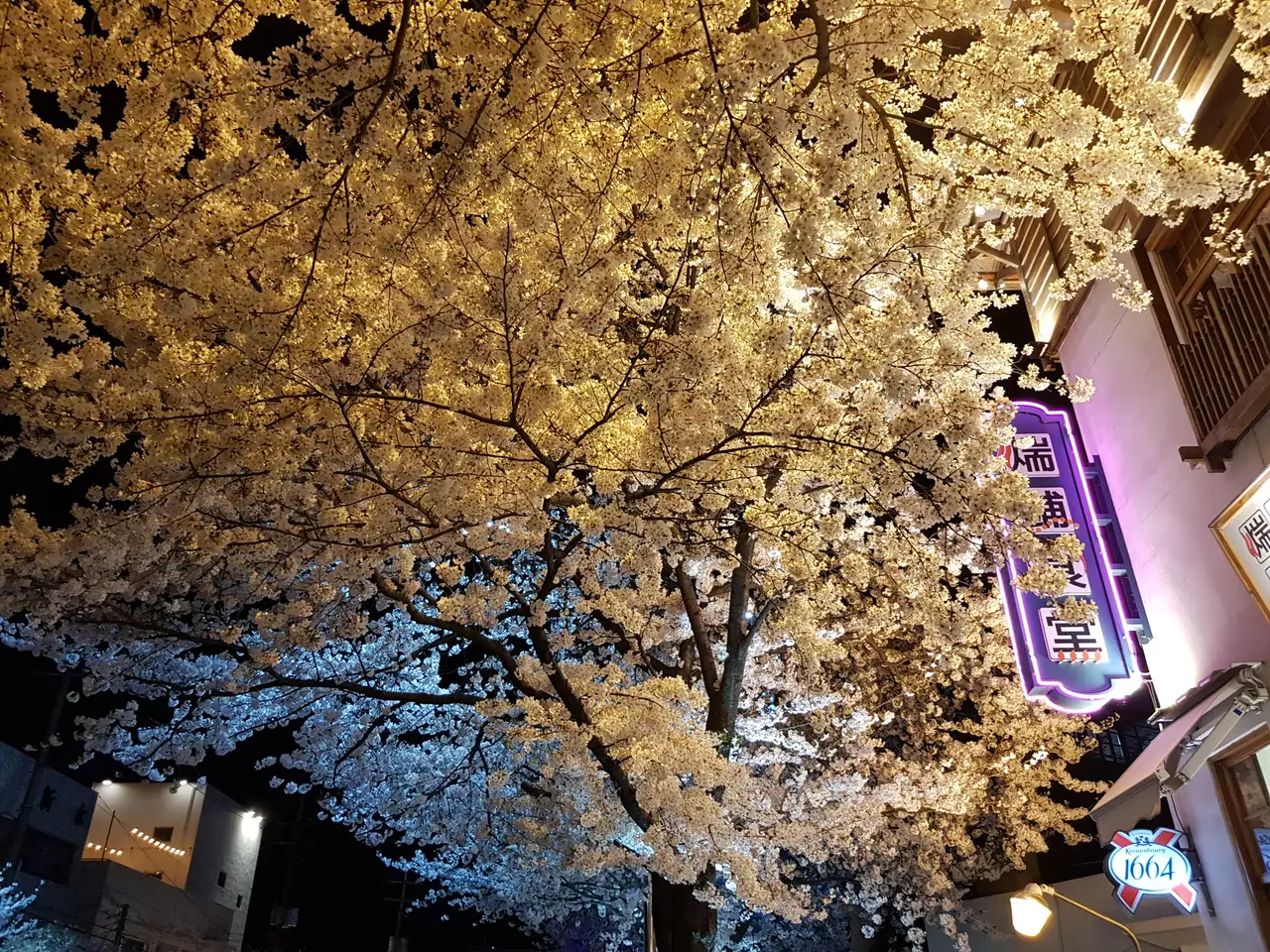(4점) 이월드 벚꽃 대신하여 다녀온 앞산 벚꽃 로드 (만족!) 작업 사진 4