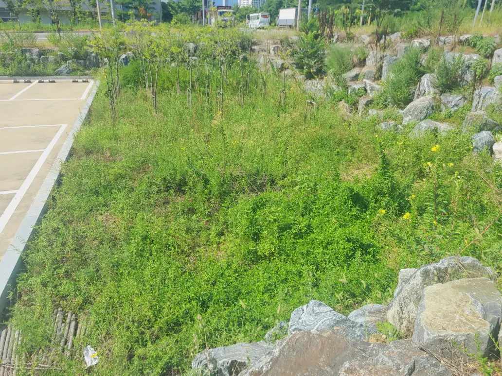 대구 동구 공장 화단 정리 및 인도 블럭 잡초 제거 작업. 작업 사진 2