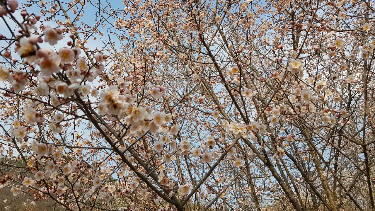 대구 3월달 매화꽃 사진 찍기 좋은 곳. 남평문씨본리세거지. 작업 사진 11