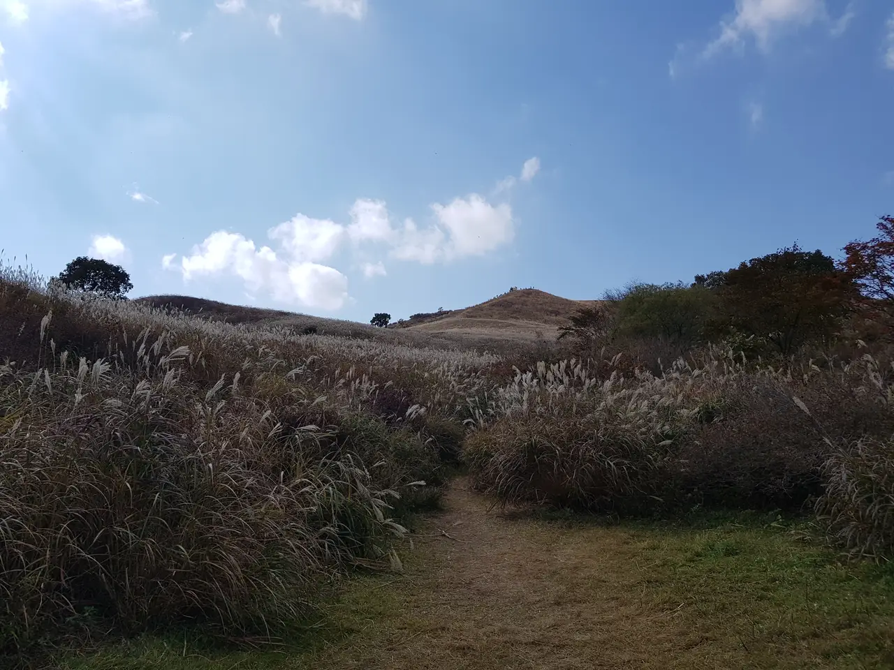 (5점) 경남 합천 황매산 억새 군락지. 가을철 여행가기 좋은 곳. 작업 사진 25
