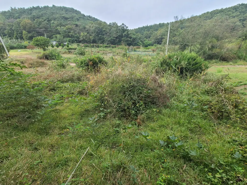 경산시 용성면, 자인면, 진량읍, 하양읍 벌초대행 짧은 후기. 작업 사진 13