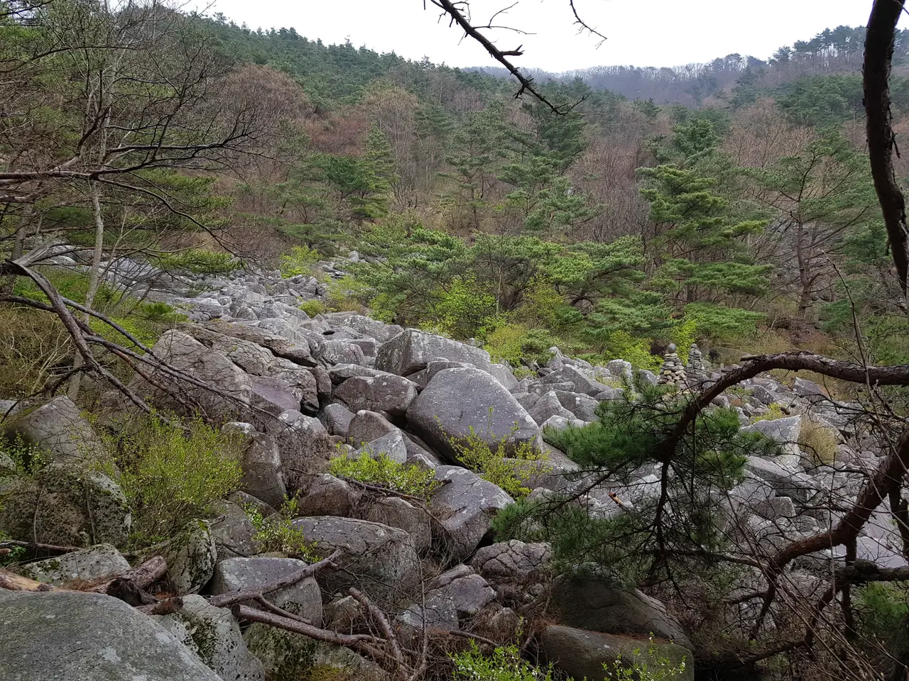 (5점) 대구 비슬산 참꽃. 비슬산자연휴양림 공영주차장->대견사 코스. 작업 사진 20