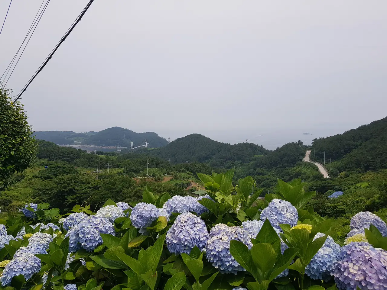 (5점) 6월 말~7월 초 경남 통영 추천 여행지. '연화도 수국 꽃 여행' 작업 사진 37