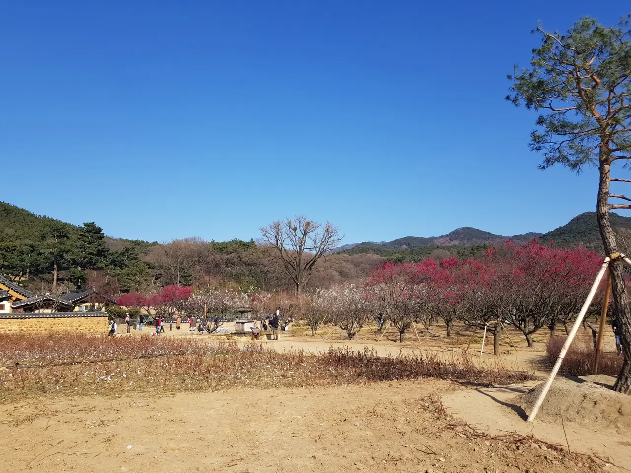 <3월 대구여행> 달성군 화원읍  홍매화가 이쁜 '남평 문씨 본리 세거지' 작업 사진 10