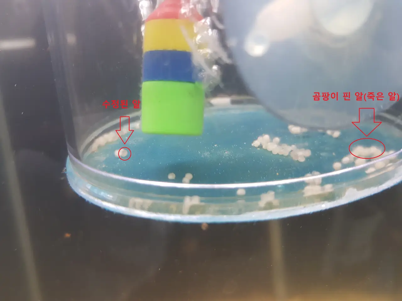 우리집 꿀꿀이 물고기들을 소개합니다. \"스터바이 코리도라스 키우기\" 작업 사진 4