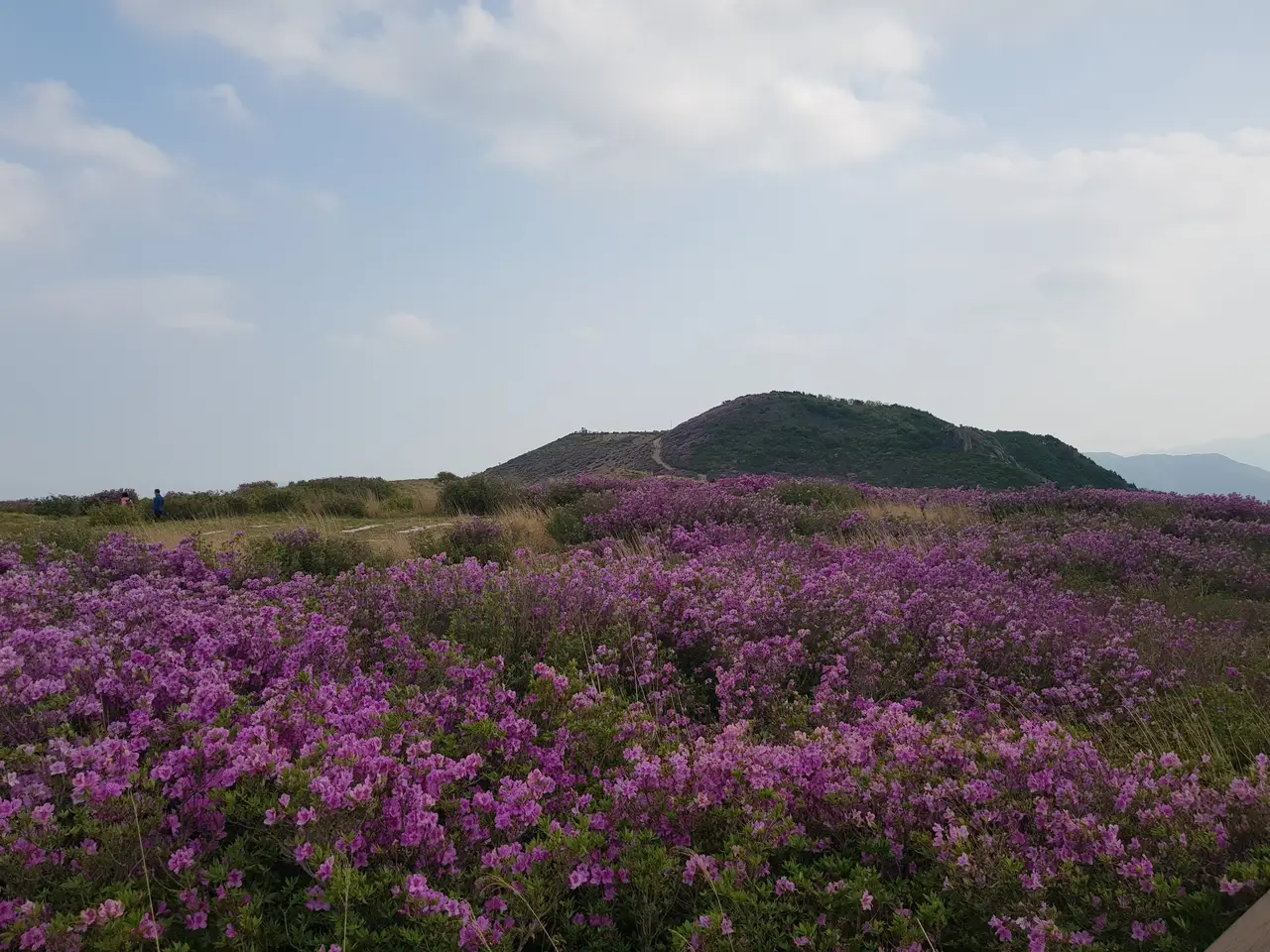 (5점) 2022년 5월 7일 기준 황매산 철쭉. 산청으로 올라감. 작업 사진 9