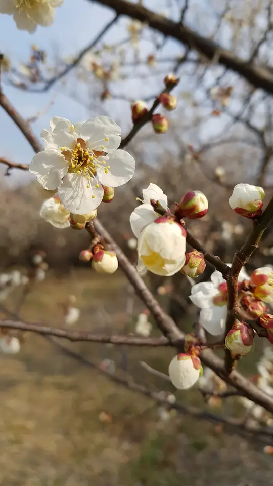 대구 3월달 매화꽃 사진 찍기 좋은 곳. 남평문씨본리세거지. 작업 사진 9