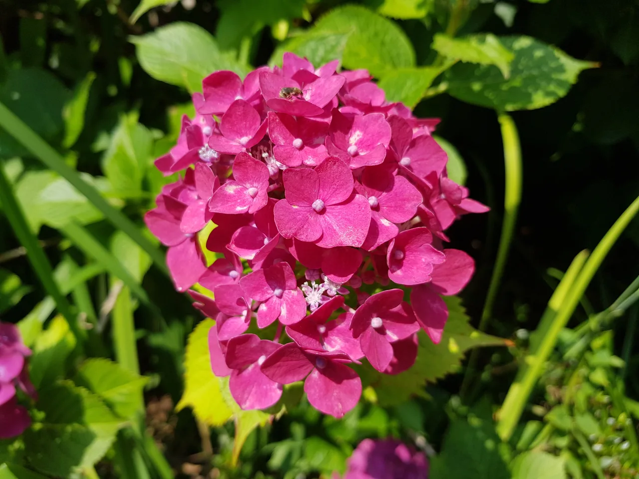 부산 영도구 태종대 태종사 수국여행. 국내 최대 수국 군락지(?). 태종대 수국 포토존. 태종대 분홍집. 작업 사진 6