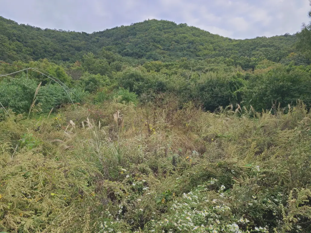 (벌초 대행) 영천시 고경면, 대창면, 북안면, 신녕면, 임고면, 청통면, 화남면, 화북면, 화산면 벌초 후기. 가격. 작업 사진 47