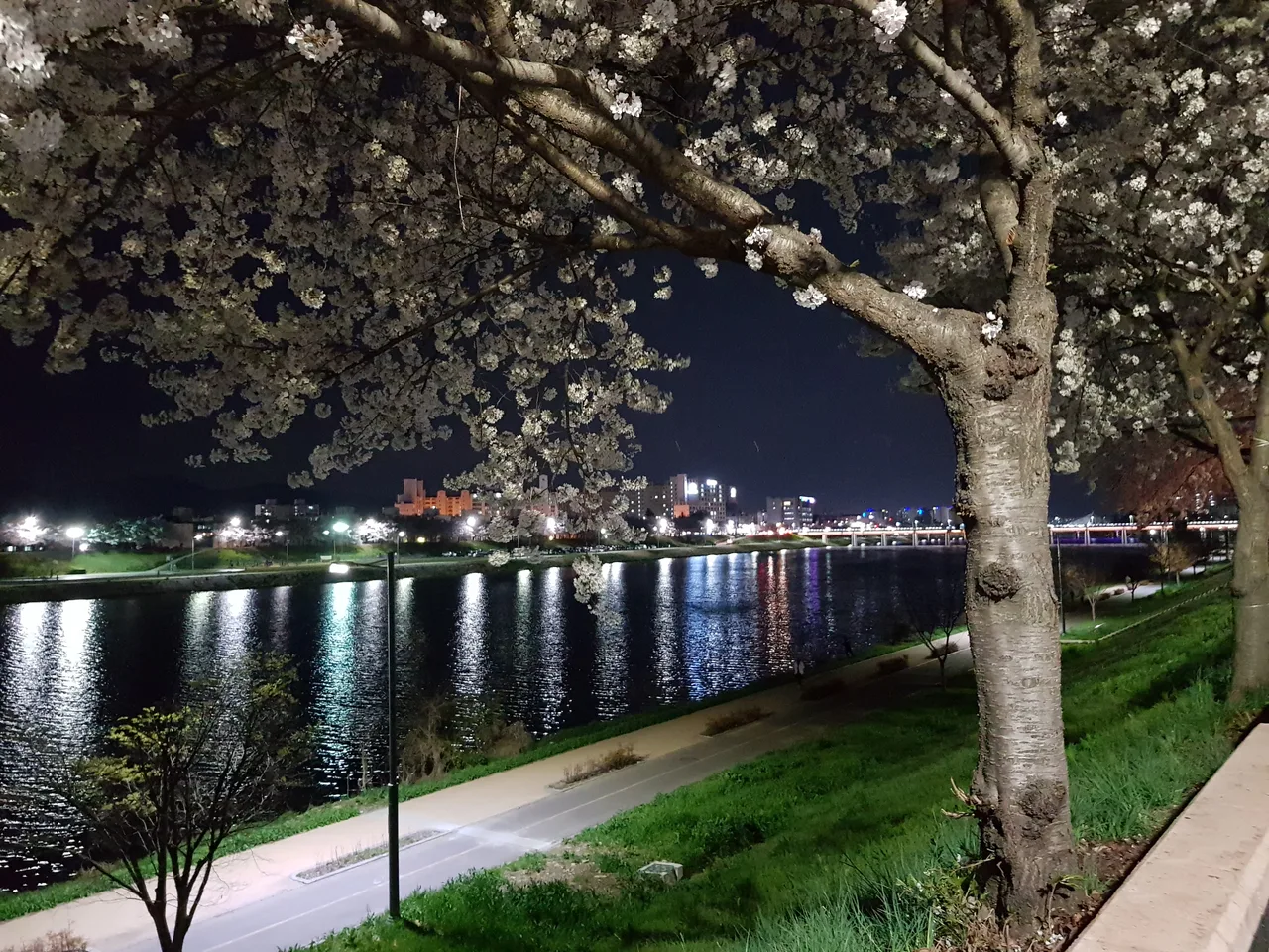(3점) 대구 야간 벚꽃길 아양교역 근처 작업 사진 8