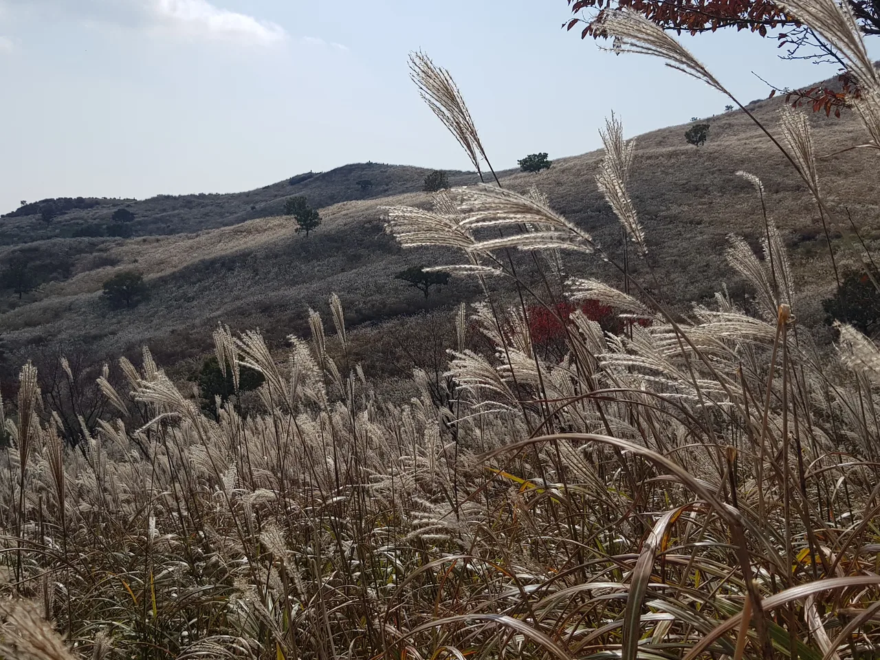 (5점) 경남 합천 황매산 억새 군락지. 가을철 여행가기 좋은 곳. 작업 사진 8
