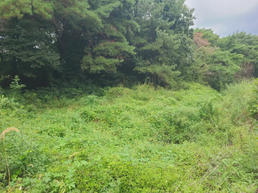(벌초 대행) 영천시 고경면, 대창면, 북안면, 신녕면, 임고면, 청통면, 화남면, 화북면, 화산면 벌초 후기. 가격. 작업 사진 63