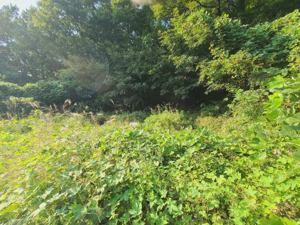 (벌초 대행) 영천시 고경면, 대창면, 북안면, 신녕면, 임고면, 청통면, 화남면, 화북면, 화산면 벌초 후기. 가격. 작업 사진 35